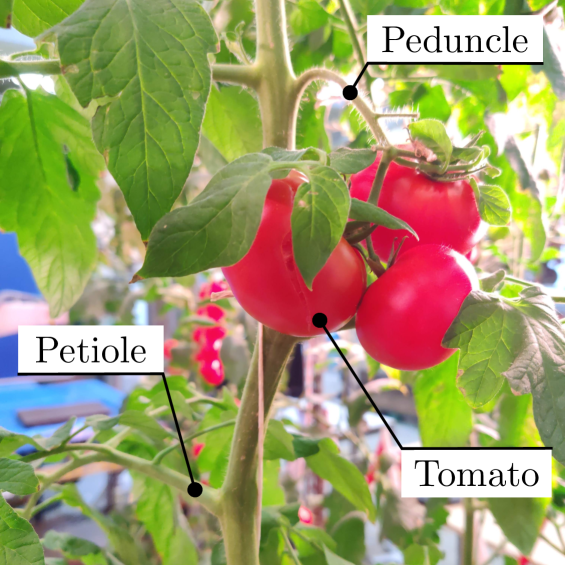 Semantics-Aware Next-best-view Planning for Efficient Search and Detection of Task-relevant Plant Parts