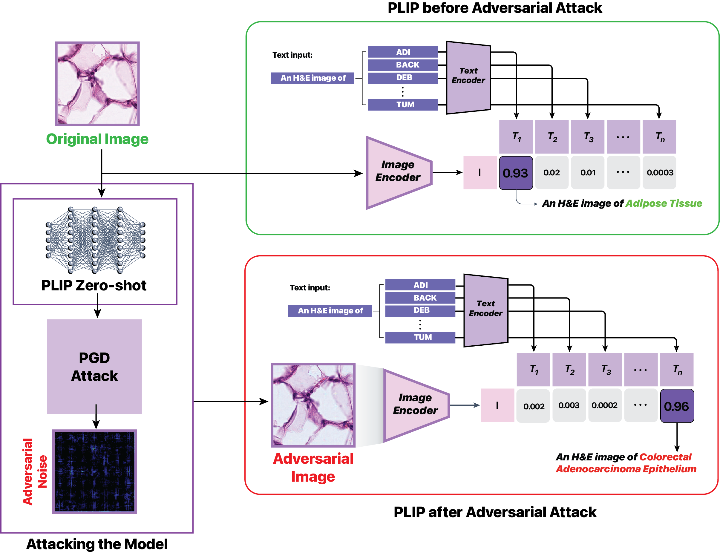 Demonstration of an Adversarial Attack Against a Multimodal Vision Language Model for Pathology Imaging