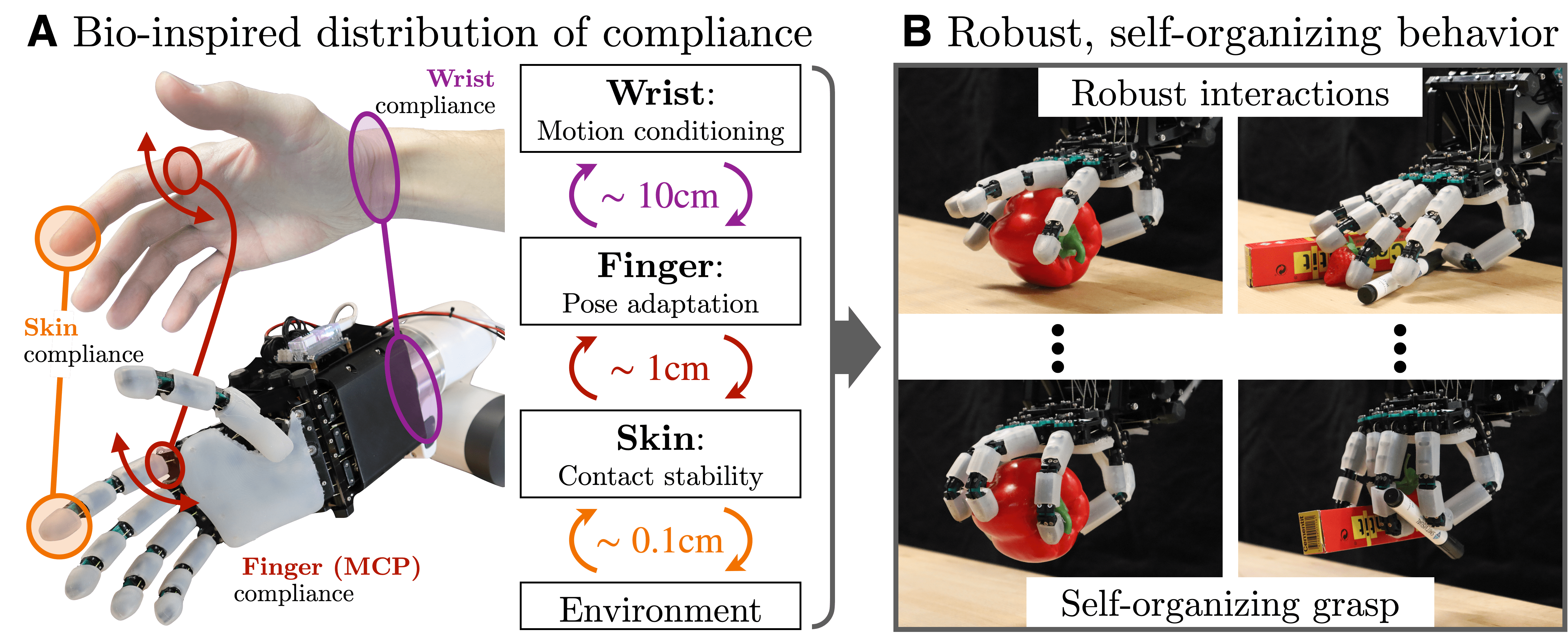 Robust Anthropomorphic Robotic Manipulation through Biomimetic Distributed Compliance