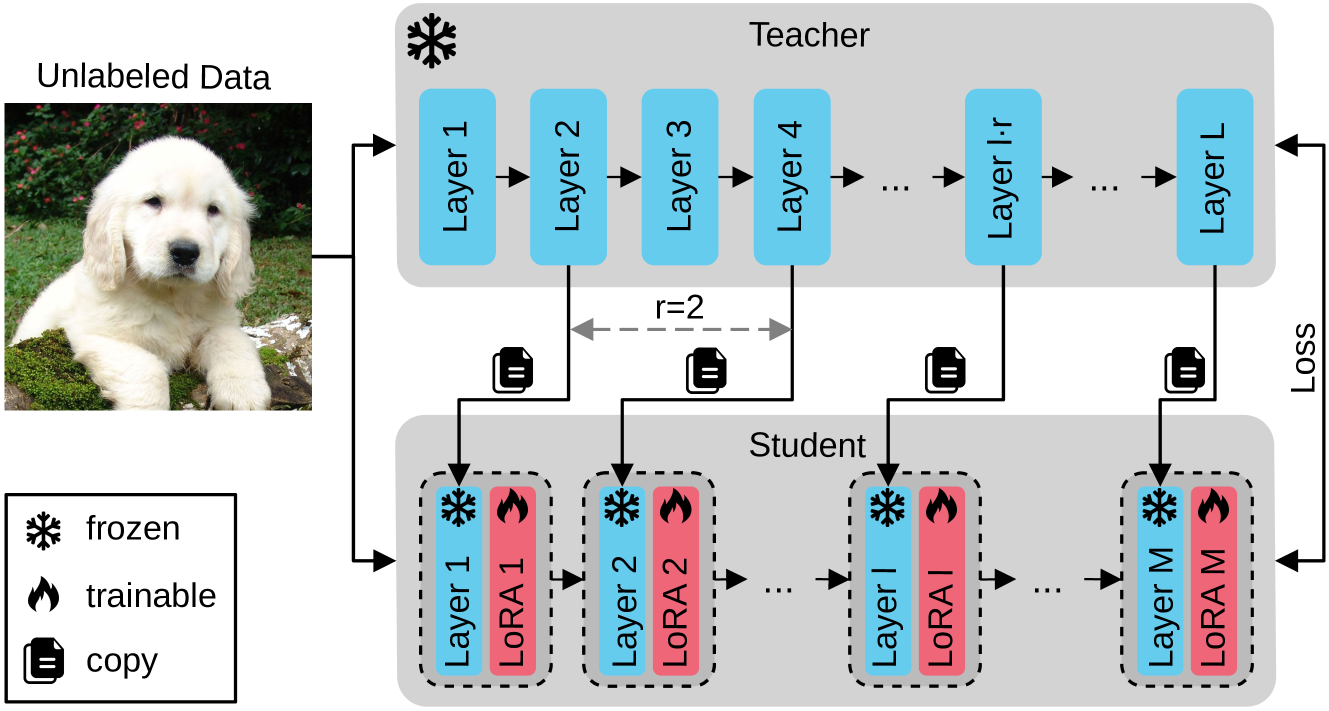 Weight Copy and Low-Rank Adaptation for Few-Shot Distillation of Vision Transformers