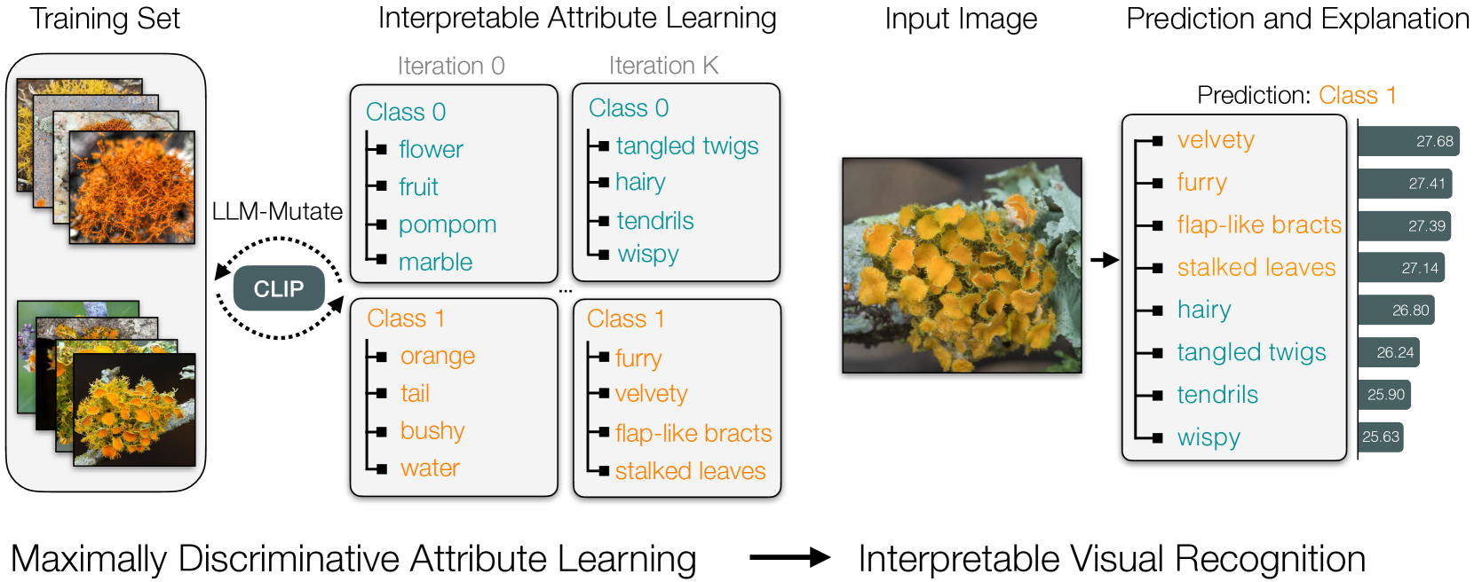 Evolving Interpretable Visual Classifiers with Large Language Models