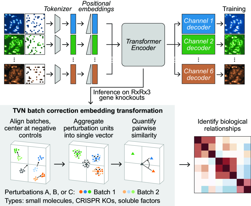 Masked Autoencoders for Microscopy are Scalable Learners of Cellular Biology