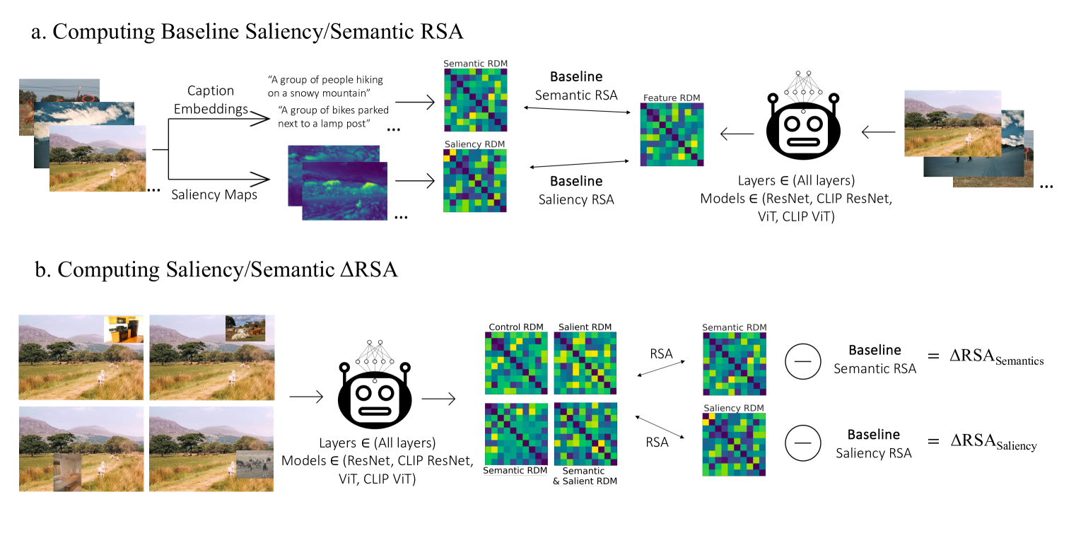 Saliency Suppressed, Semantics Surfaced: Visual Transformations in Neural Networks and the Brain