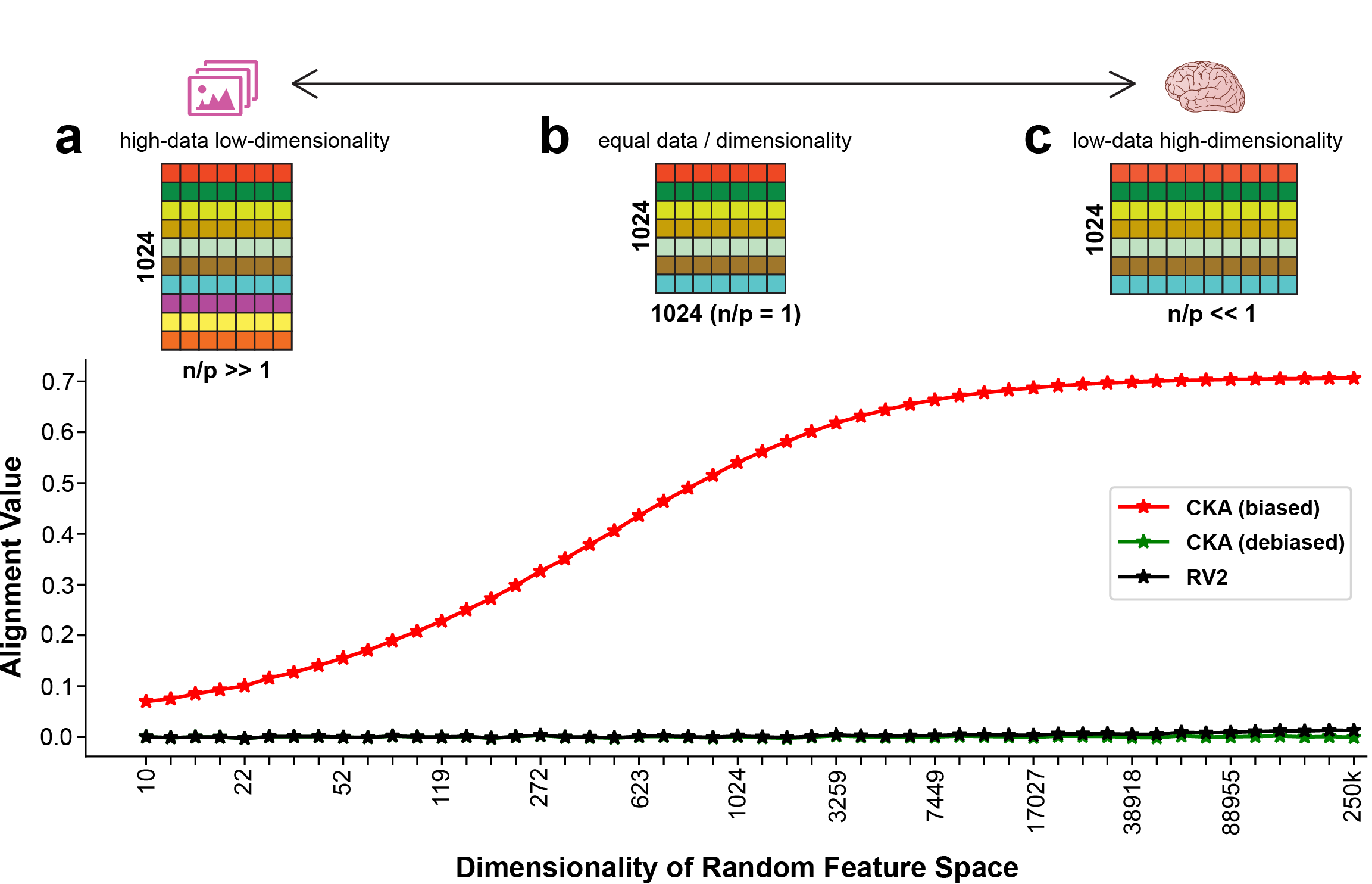 Correcting Biased Centered Kernel Alignment Measures in Biological and Artificial Neural Networks