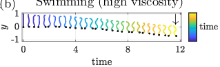 \begin{overpic}[width=170.71652pt]{figs/fig_sims_swimH_shape.eps}
\put(-1.0,27.0){(b)}
\put(16.0,28.0){Swimming (high viscosity)}
\put(79.0,20.0){$\downarrow$}
\end{overpic}