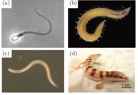 \begin{overpic}[width=241.84842pt]{figs/fig_images.eps}
\put(1.5,66.0){(a)}
\put(50.5,66.0){(b)}
\put(1.5,29.0){(c)}
\put(50.5,29.0){(d)}
\end{overpic}