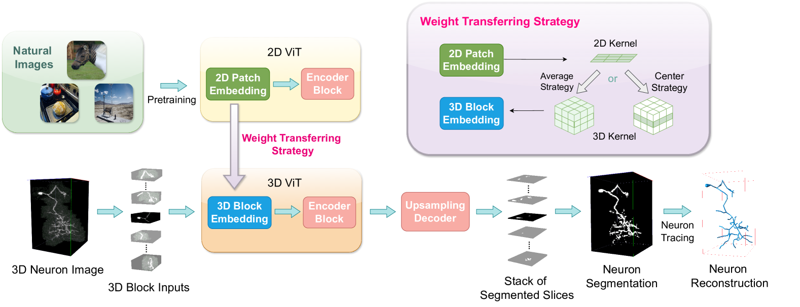 Boosting 3D Neuron Segmentation with 2D Vision Transformer Pre-trained on Natural Images