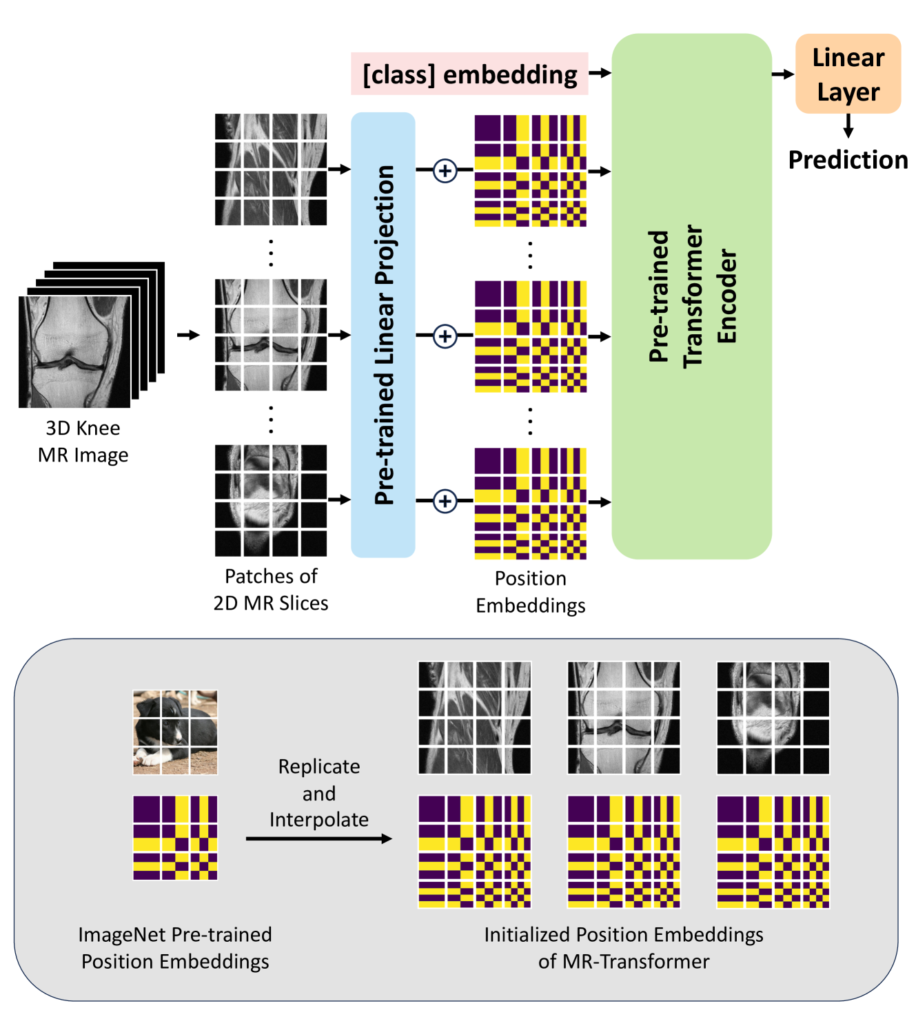 MR-Transformer: Vision Transformer for Total Knee Replacement Prediction Using Magnetic Resonance Imaging