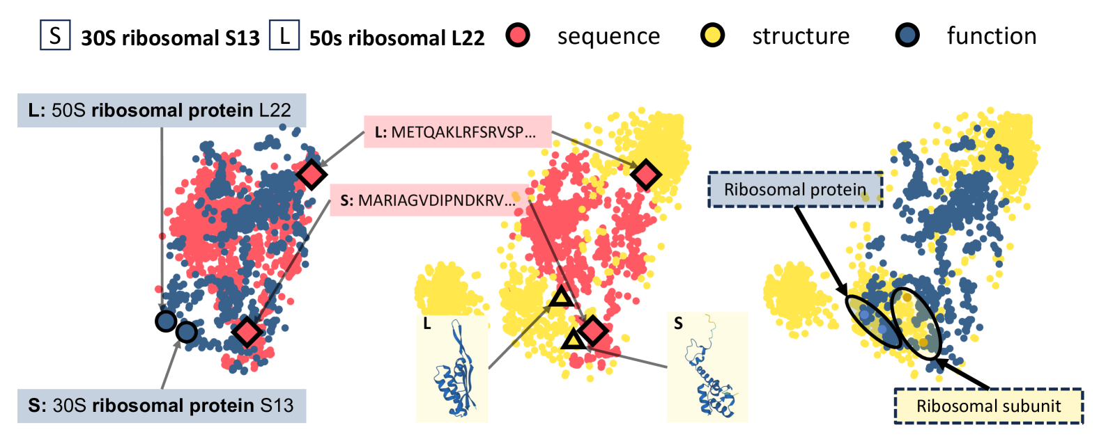 Protein Representation Learning by Capturing Protein Sequence-Structure-Function Relationship