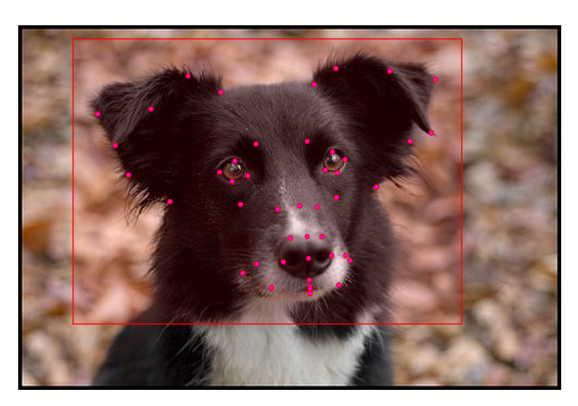 DogFLW: Dog Facial Landmarks in the Wild Dataset