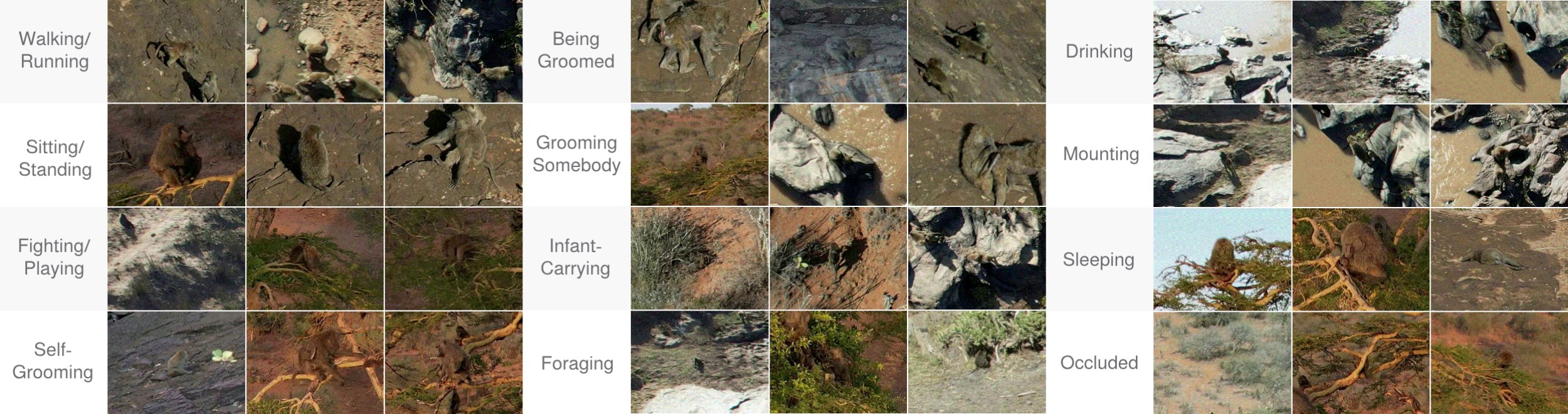 BaboonLand Dataset: Tracking Primates in the Wild and Automating Behaviour Recognition from Drone Videos