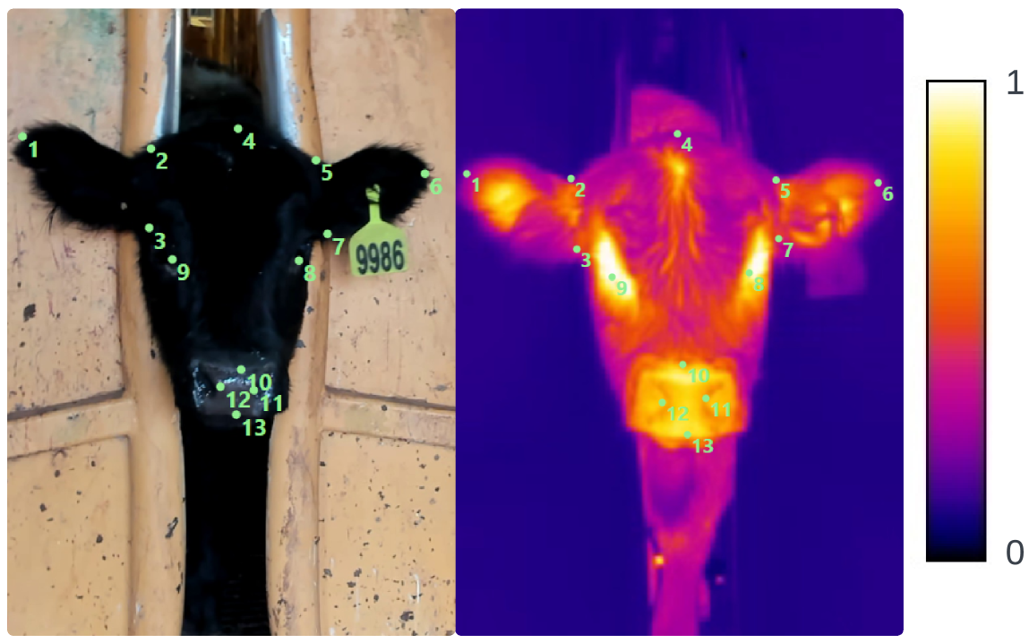 CattleFace-RGBT: RGB-T Cattle Facial Landmark Benchmark