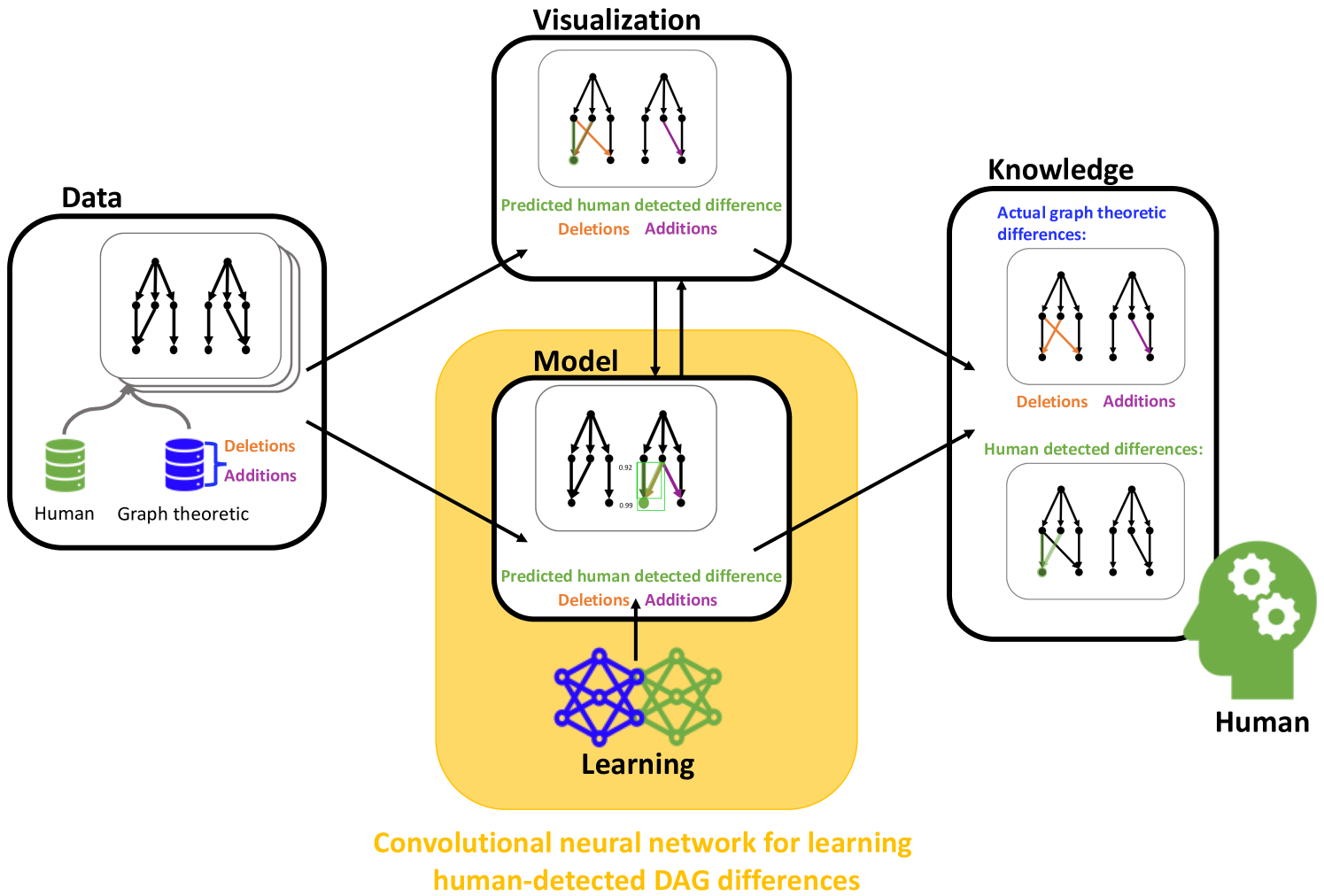 Learning Human Detected Differences in Directed Acyclic Graphs