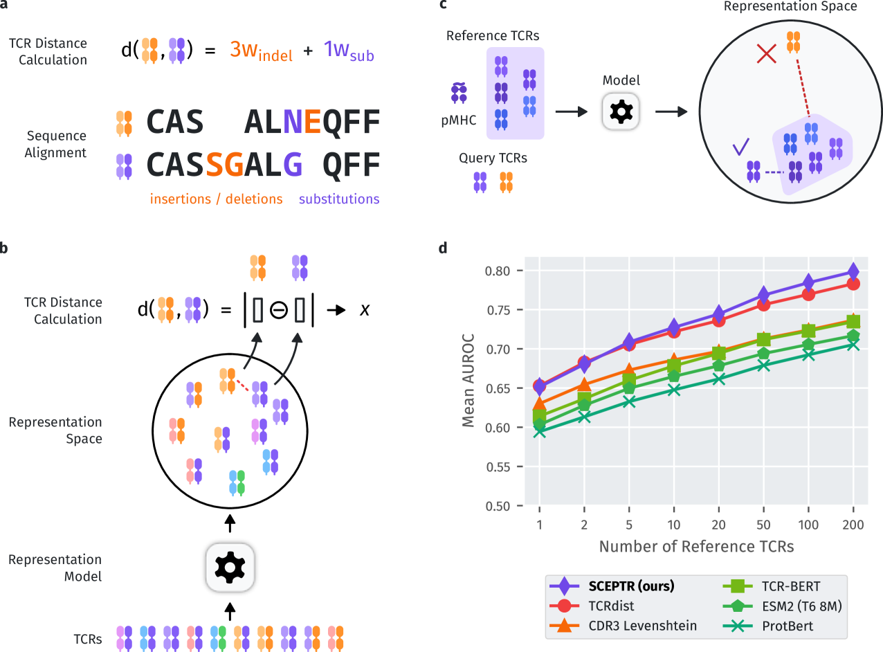 Contrastive learning of T cell receptor representations