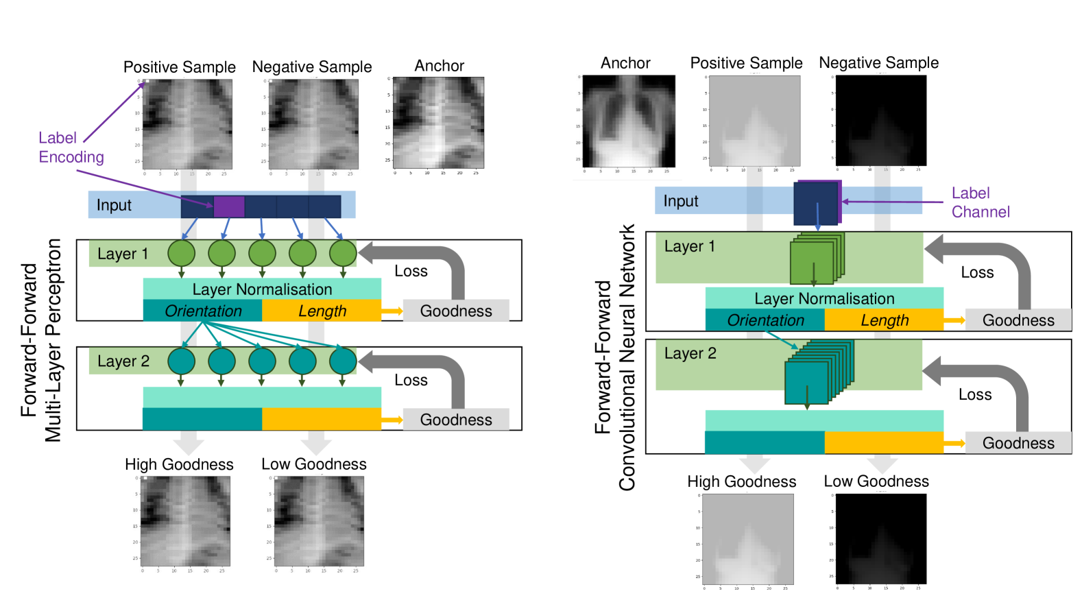 Resource-efficient Medical Image Analysis with Self-adapting Forward-Forward Networks