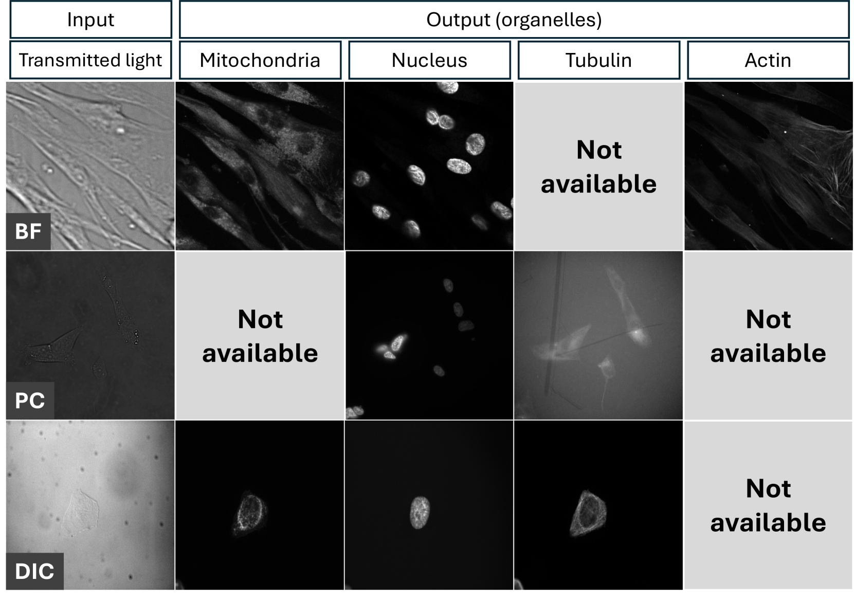 Predicting fluorescent labels in label-free microscopy images with pix2pix and adaptive loss in Light My Cells challenge