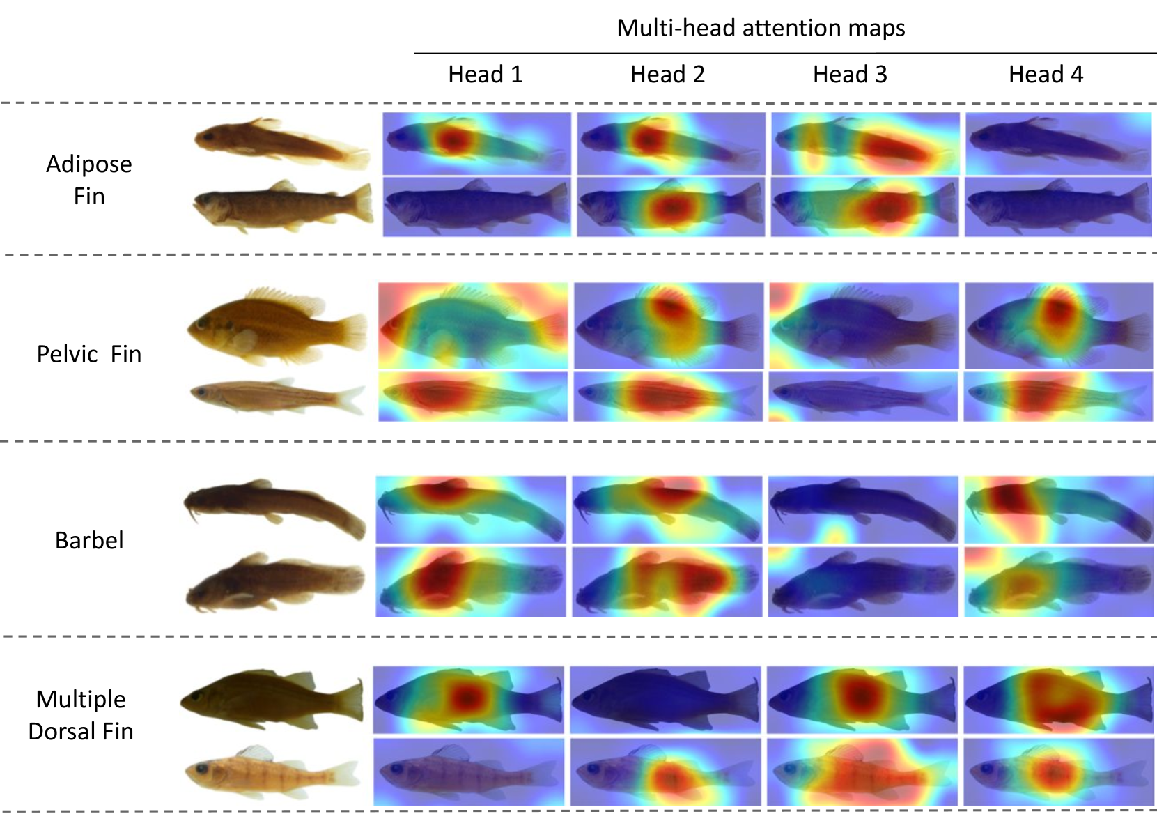 Fish-Vista: A Multi-Purpose Dataset for Understanding & Identification of  Traits from Images