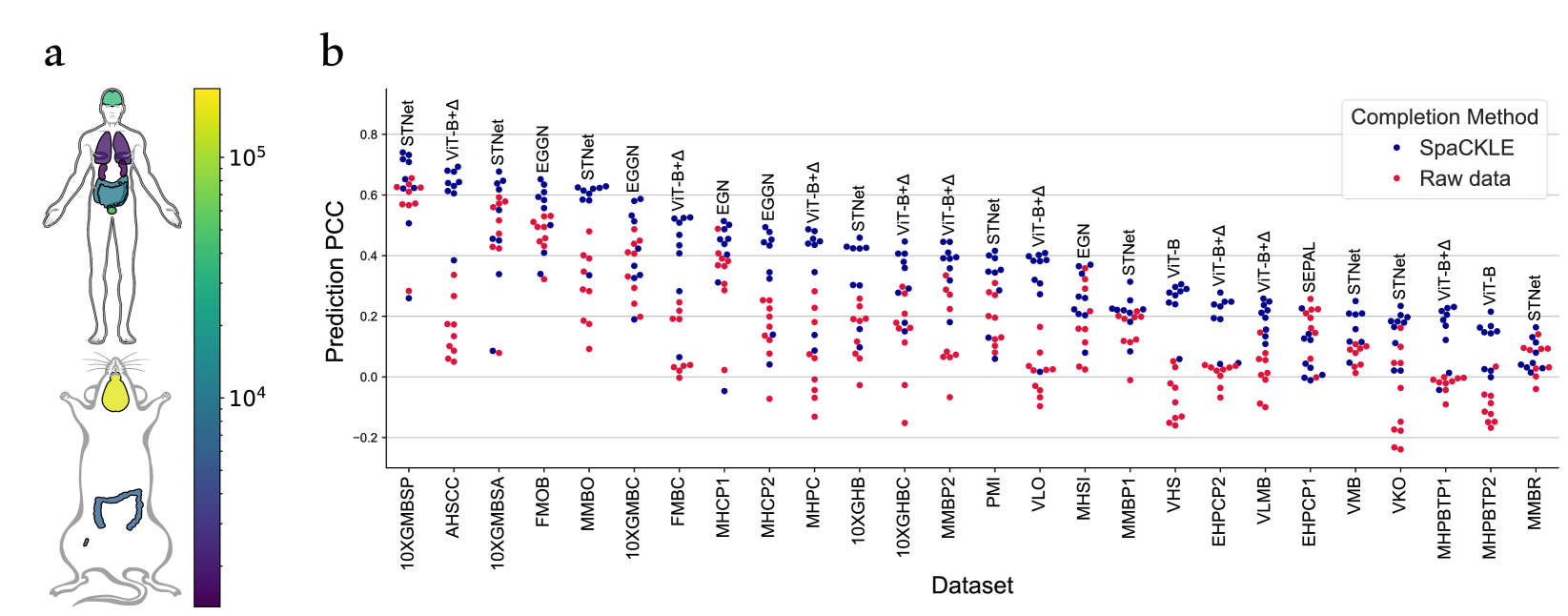 Enhancing Gene Expression Prediction from Histology Images with Spatial Transcriptomics Completion