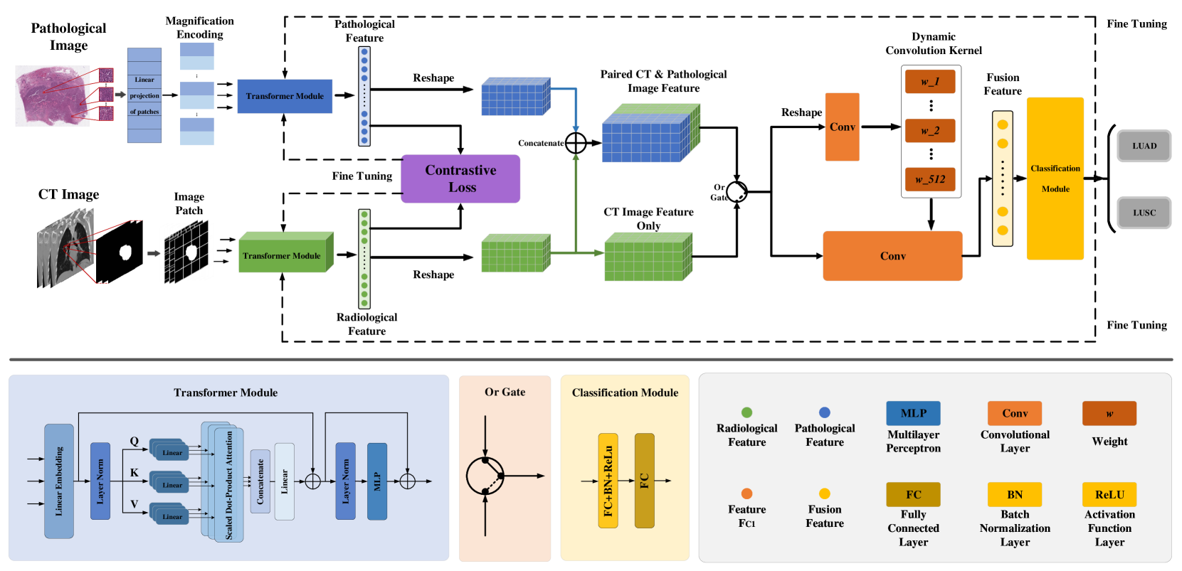 CC-DCNet: Dynamic Convolutional Neural Network with Contrastive Constraints for Identifying Lung Cancer Subtypes on Multi-modality Images