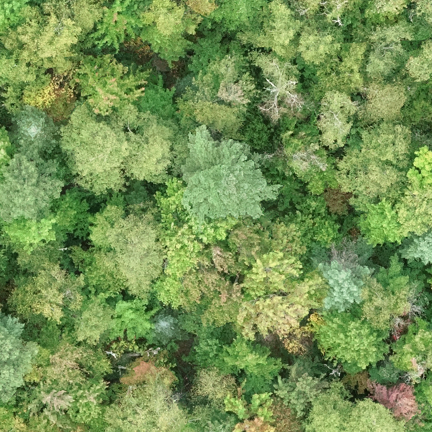 Tree semantic segmentation from aerial image time series | AI Research ...