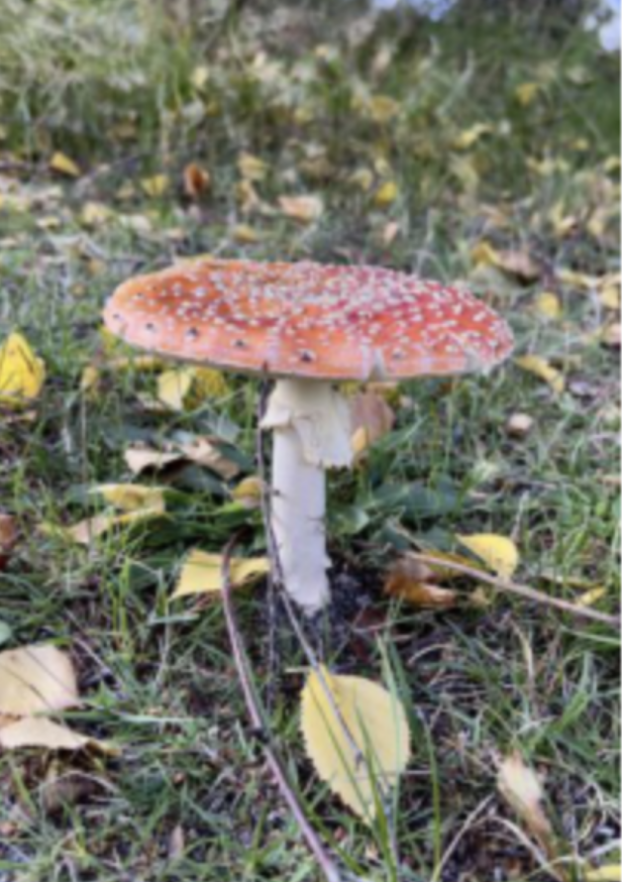 Refer to caption