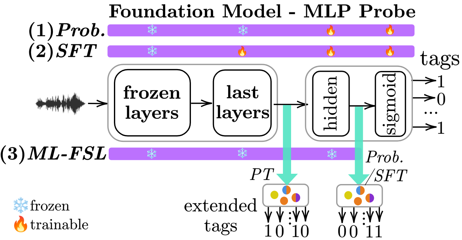 Flowchart showing three evaluation methodologies: Probing uses frozen foundation model with trainable MLP, Supervised Fine-Tuning unfreezes last layers plus MLP, and Multi-Label Few-Shot Learning extracts features from pretrained, probing, or fine-tuned models for prototype-based classification