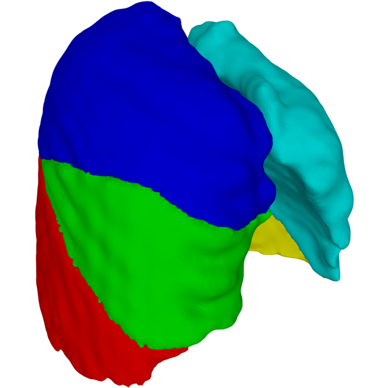 Реконструкция лёгких, выполненная с использованием PrIntMeshy, демонстрирует гладкое изображение, лишённое остаточных и топологических неровностей, с чётко выраженными пересечениями, в то время как результат, полученный с помощью nnU-Net, характеризуется значительно более грубой структурой.