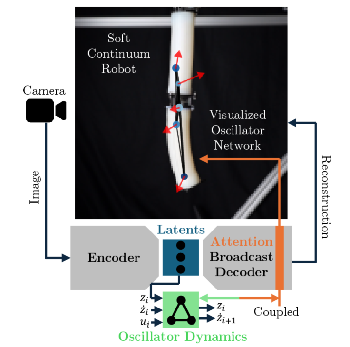 This study introduces an attention broadcast decoder (ABCD) - a plug-and-play component for learning the dynamics of soft continuum robots via autoencoders and Koopman operator theory-and uniquely couples the decoder’s attention maps to two-dimensional oscillator dynamics, enabling visualization of network-learned parameters like masses, stiffnesses, and actuation forces directly onto reconstructed or predicted images.