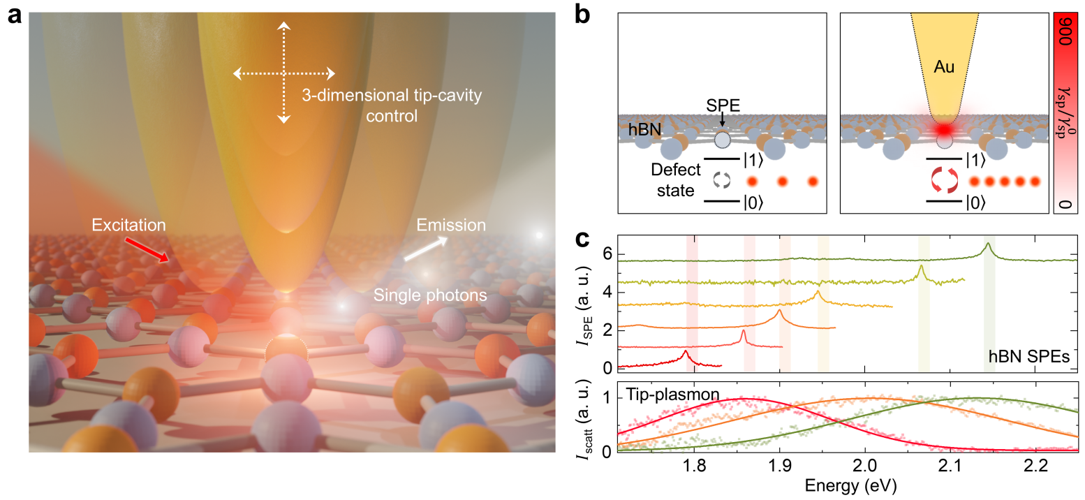 Deterministic coupling of hexagonal boron nitride single-photon emitters to a nanoscale tip-cavity enhances spontaneous emission-a phenomenon demonstrated by tunable spectral overlap between the emitter’s zero-phonon line and the tip’s plasmon resonance-and offers a pathway to control light emission at the single-quantum emitter level, as predicted by calculated spatial distributions of emission rate enhancement.
