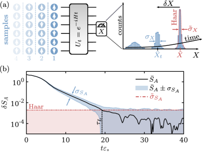 Эволюция изначально не запутанных состояний под воздействием хаотического гамильтониана демонстрирует, что после времени <span class="katex-eq" data-katex-display="false">\tau_{L} \approx 20/\varepsilon_{*}</span>, распределения подсистемных наблюдаемых, таких как энтропия запутанности, воспроизводят как среднее значение, так и статистические флуктуации, характерные для случайных состояний Хаара, указывая на установление термодинамического равновесия даже в сильно хаотических системах.