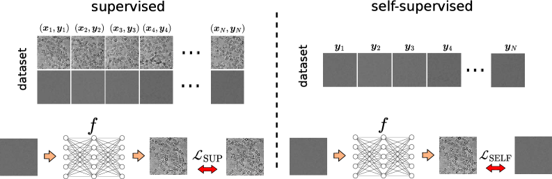 An schematic illustrating supervised training on the left and self-supervised training on the right. In the supervised case, a dataset of paired noisy and clean cryo electron microscopy images are displayed, whereas in the self-supervised setting, the dataset consists of noisy images only.