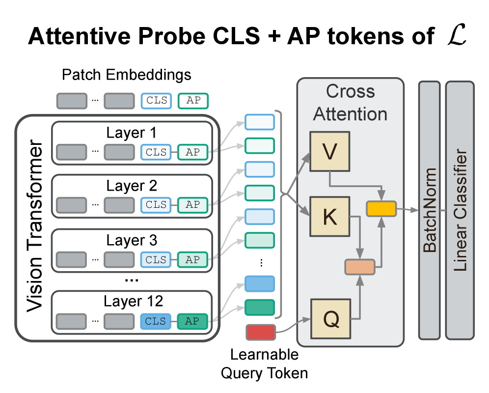 Многослойный Attentive Probe использует механизм кросс-внимания для токенов CLS и AP из различных слоёв трансформера, автоматически определяя, какие представления содержат наиболее релевантные для задачи признаки.