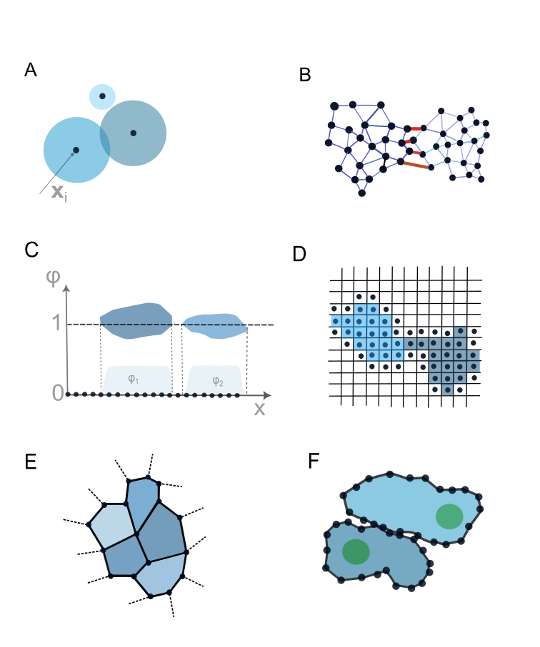 Computational models of cell behavior-including center-based, subcellular element, phase-field, cellular Potts, vertex, and deformable cell models-represent cells as interconnected nodes influenced by both intracellular (blue) and intercellular (red) force potentials, enabling diverse simulations of cellular mechanics and interactions.