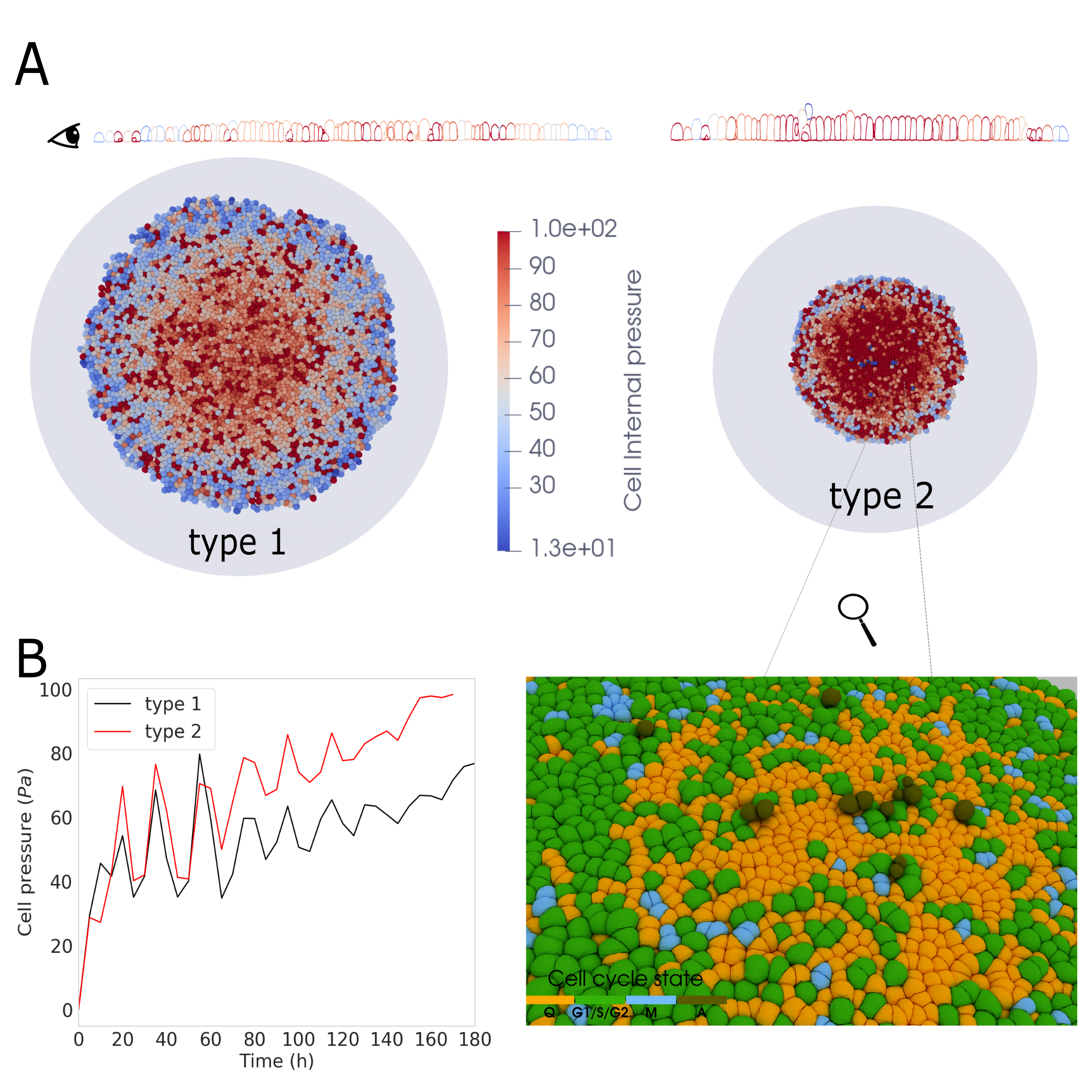 Simulations of a cell monolayer reveal that higher cell-substrate adhesion energy maintains cellular integrity and pressure [latex]	ext{(type 2, right)}[/latex], while lower adhesion leads to cell detachment, apoptosis [latex]	ext{(brown)}[/latex], and decreased average cell pressure [latex]	ext{(type 1, left)}[/latex].