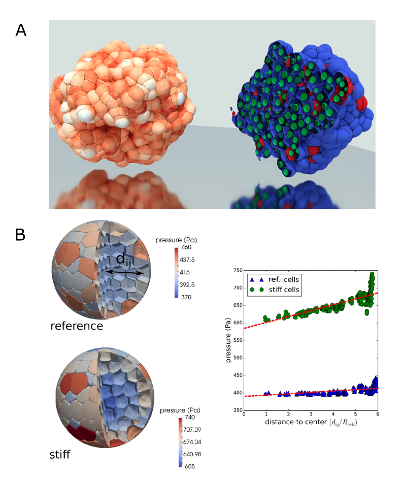 DCM simulations reveal that spheroids with stiffer cortical properties ([latex]E_{cor}[/latex]) exhibit a radial pressure gradient, shielding inner cells from external compression, while those with softer cortices distribute pressure more evenly throughout the spheroid.