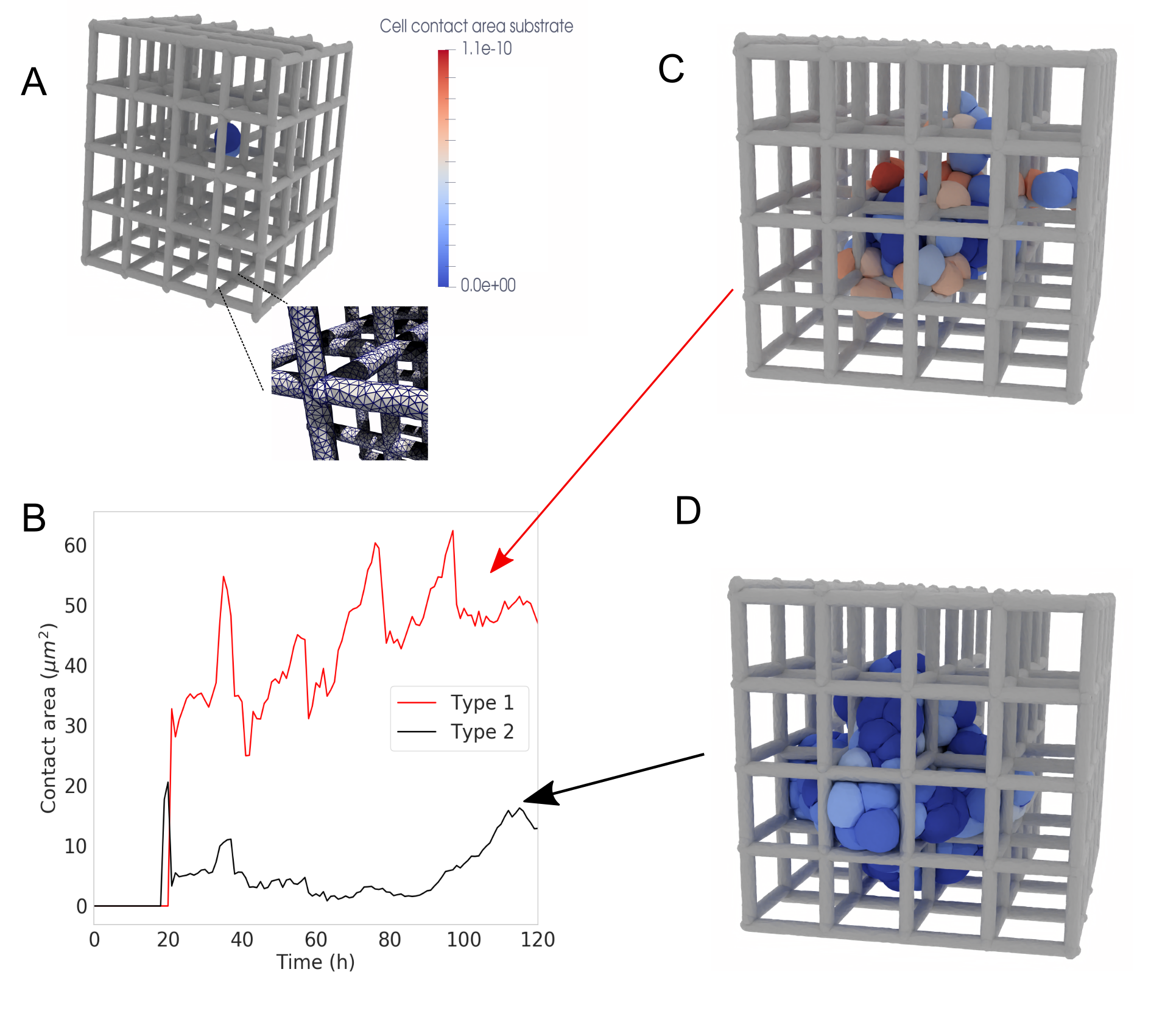 Simulations demonstrate that cell adhesion energy significantly impacts cell-scaffold contact area over time, resulting in distinct final states with varying cell-carrier surface area depending on the cell phenotype.