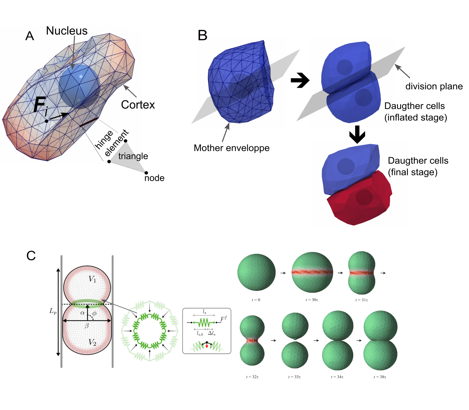 The Dissipative Contact Model (DCM) simulates cell division through two approaches: either by inflating daughter cells within the mother cell and subsequently removing the outer envelope without remeshing, or by simulating cytokinesis with cortical furrow contraction and remeshing to generate two distinct daughter cells.
