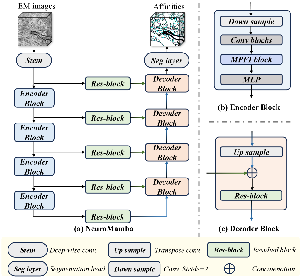 Предложенная архитектура NeuroMamba включает в себя конвейер, состоящий из энкодера и декодера, причём ключевым элементом энкодера является MPFI-блок, предназначенный для многоперспективного моделирования данных.