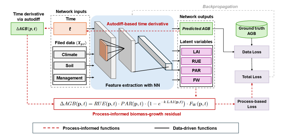 The proposed AgriPINN model integrates deep learning with established crop physiology by embedding the LINTUL5 biomass-growth ordinary differential equation-described as [latex]\frac{d AGB}{dt}[/latex]-as a soft constraint within the neural network’s optimization process, simultaneously predicting above-ground biomass (AGB) alongside latent physiological variables such as leaf area index (LAI), radiation use efficiency (RUE), photosynthetically active radiation (PAR), and foliage water fraction, and then using the resulting process residual [latex]r(\mathbf{p},t)[/latex] to enforce biophysical consistency across space and time.