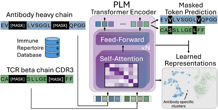 Архитектура маскированного языкового моделирования позволяет создавать векторные представления иммунных рецепторов путем обучения трансформерной модели на больших базах данных репертуаров (OAS для антител, VDJdb, ImmuneCODE для TCR), что позволяет предсказывать замаскированные остатки, выявлять закономерности последовательностей, важные для распознавания антигенов, и использовать полученные представления для задач прогнозирования связывания, моделирования специфичности и анализа репертуара.