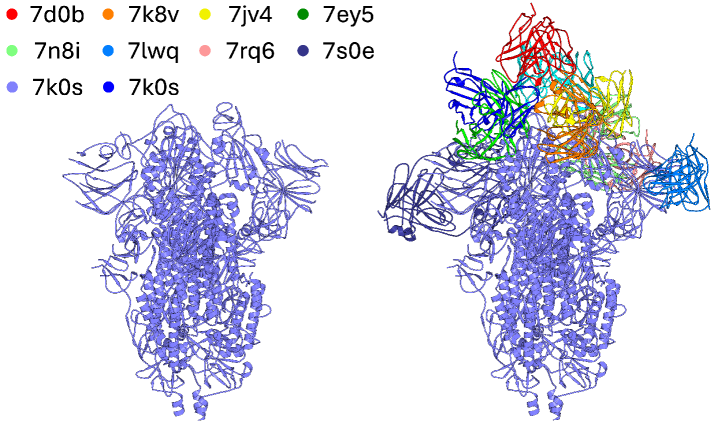 Разнообразие структур антител, нацеленных на спайковый белок SARS-CoV-2 (светло-голубой), позволяет им распознавать различные эпитопы по всей поверхности белка, включая домены связывания с рецептором (RBD), N-концевой домен (NTD) и ствол S2, что способствует широкому спектру нейтрализующих иммунных ответов.