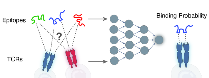 Разработанная система искусственного интеллекта предсказывает специфичность взаимодействия между TCR и эпитопами, используя бимодальные сети внимания для оценки вероятности связывания и высокопроизводительного скрининга репертуаров.