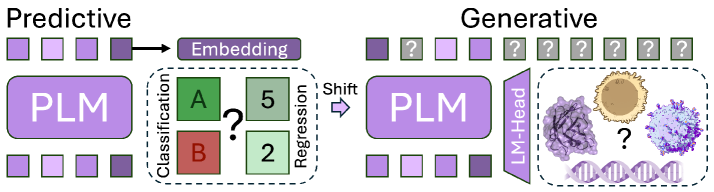 В отличие от предсказательных моделей, использующих языковые модели белков (PLM) для анализа существующих последовательностей, генеративные модели, оснащенные языковой моделью (LM-Head), позволяют создавать новые последовательности с заданными свойствами, открывая возможности для разработки антител и TCR-миметиков для различных применений, включая нейтрализацию вирусов и терапевтическую разработку.