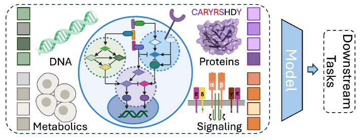 Для моделирования иммунных рецепторов используется мультимодальная интеграция различных биологических данных, включающих последовательности ДНК и белков, метаболомные профили и данные о состоянии клеток, что позволяет предсказывать специфичность рецепторов, классифицировать фенотипы, оценивать сродство связывания и выявлять перспективные терапевтические кандидаты.