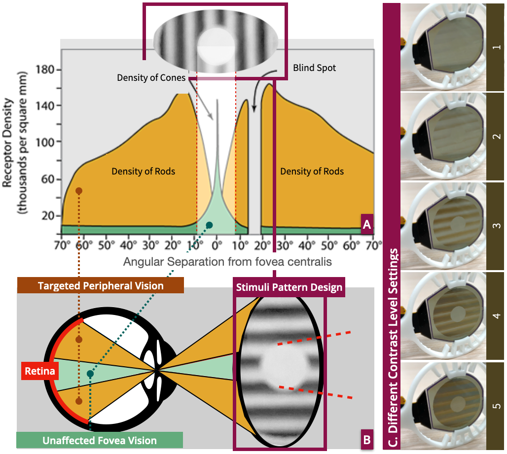 Разработанный стимул использует распределение фоторецепторов сетчатки, концентрируя сигналы движения в периферической области, богатой палочками, и оставляя центральную область, отвечающую за остроту зрения, свободной для выполнения основных зрительных задач, при этом варьируются пять уровней физического контраста.