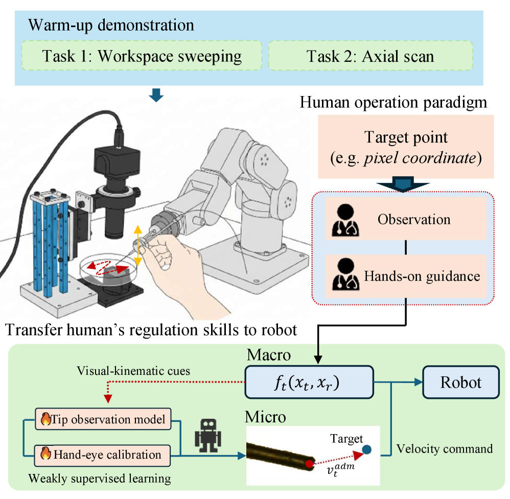 The agent learns to perform precise 3D maneuvers by first observing operator-guided trajectories-lateral sweeps for field-of-view coverage and axial scans for depth control-to calibrate hand-eye fusion and 3D tip recognition, enabling it to servo to designated targets and maintain consistent depth.