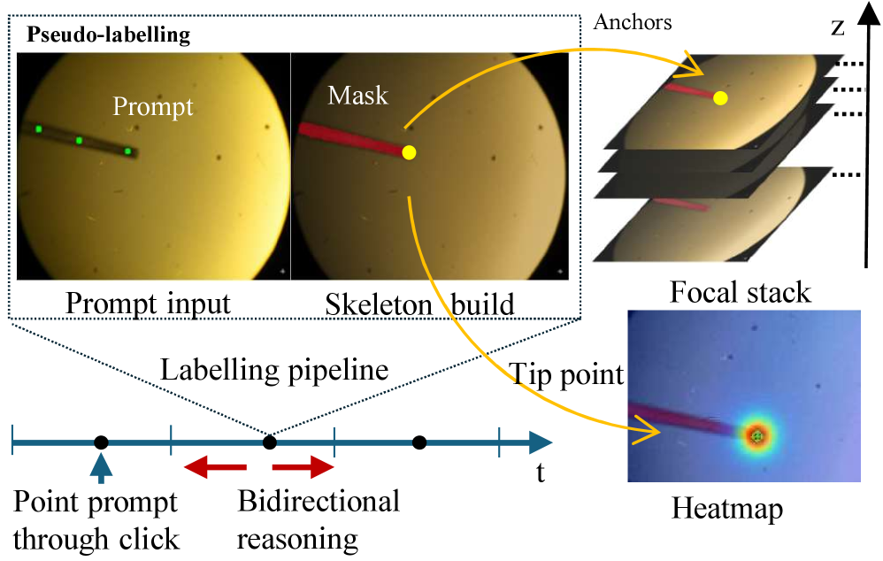 By leveraging sparse manual annotation on initial anchor frames, the system efficiently generates dense, real-time 3D tip estimation targets through bidirectional propagation of masks, minimizing the need for extensive manual labeling.