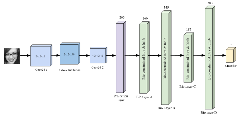 The model embodies principles of biological plausibility through its architecture, integrating graded inhibition and both inter- and intra-layer connections within convolutional layers-a design choice further reinforced by the implementation of regularization techniques to promote graceful decay and resilience.