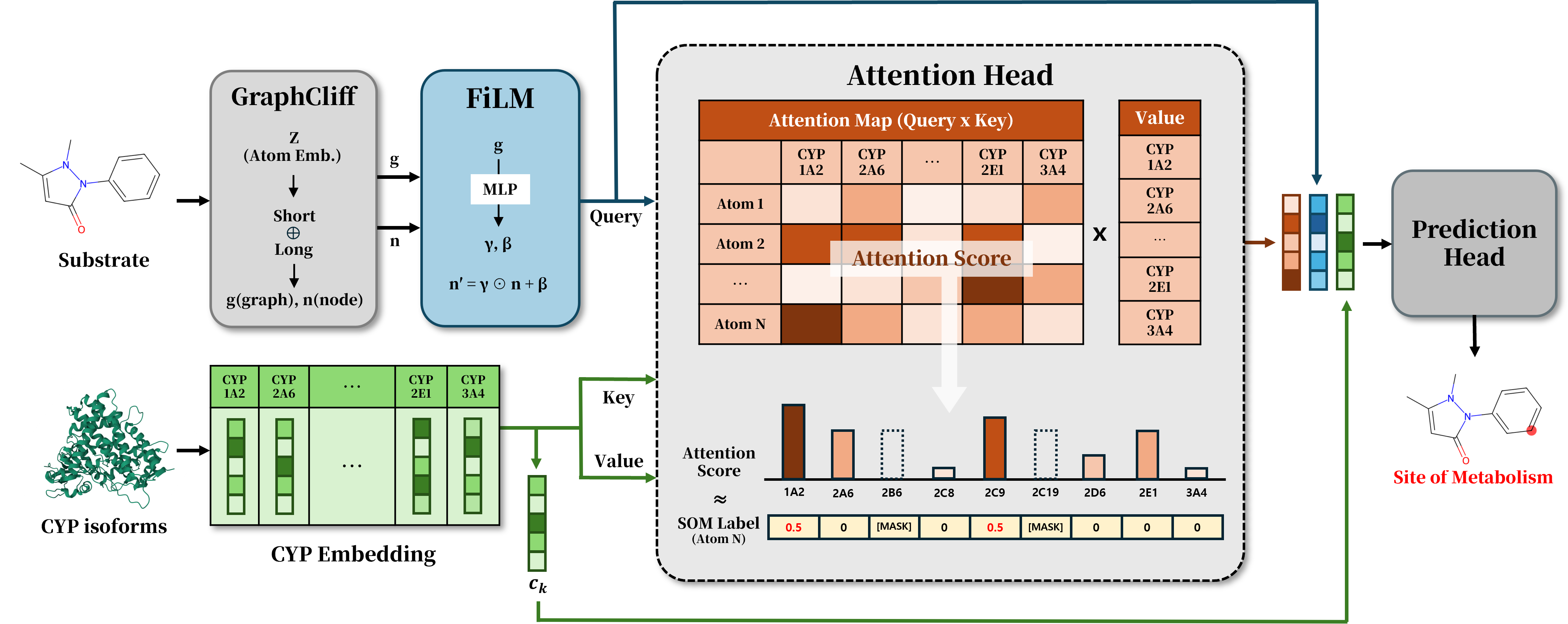 Schematic diagram of the ATTNSOM model architecture showing a graph-based molecular encoder for substrates, CYP isoform embeddings, an attention head combining atom and isoform representations, and a prediction head producing atom-level sites of metabolism.