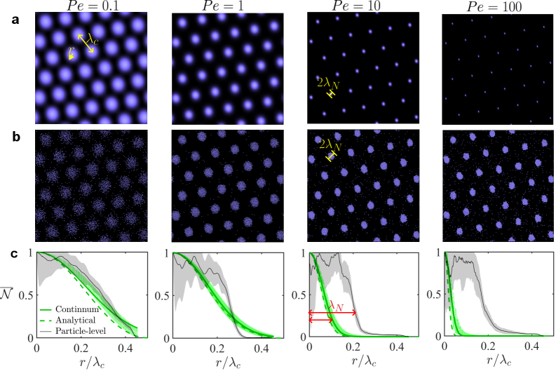 Сравнение модели на уровне частиц и континуальной модели при симуляции сборки клеток показывает, что при высоких числах Пекле <span class="katex-eq" data-katex-display="false">Pe \gg 1</span> континуальная модель предсказывает коллапс всех частиц к центру гексагона, в то время как модель на уровне частиц формирует кластеры конечного размера, что указывает на существенные различия в их предсказательных способностях.